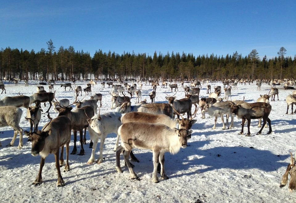 Tavelsjö, Reindeer Ranch
