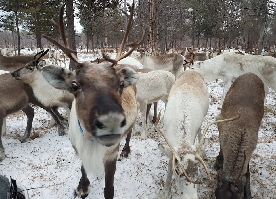 Tavelsjö, Reindeer Ranch