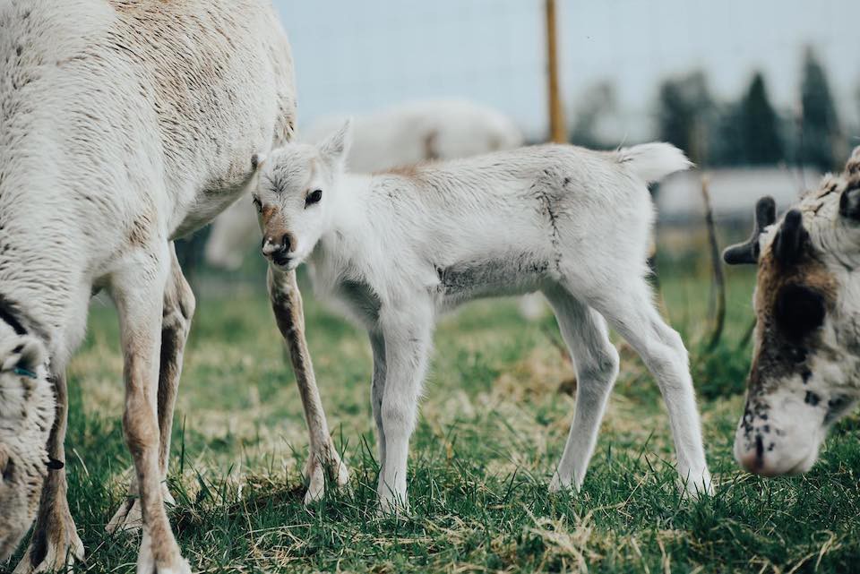 Tavelsjö, Reindeer Ranch