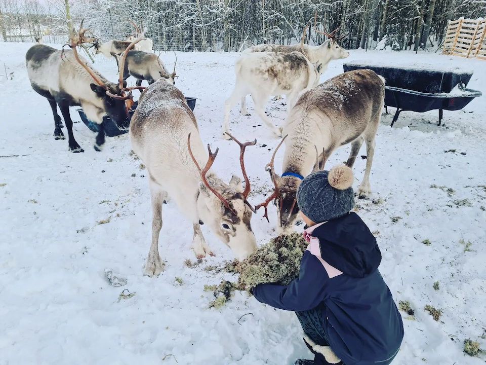 Tavelsjö, Reindeer Ranch