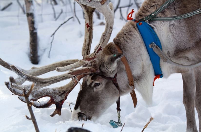 Afbeelding van Reindeer Sleigh Ride Levi