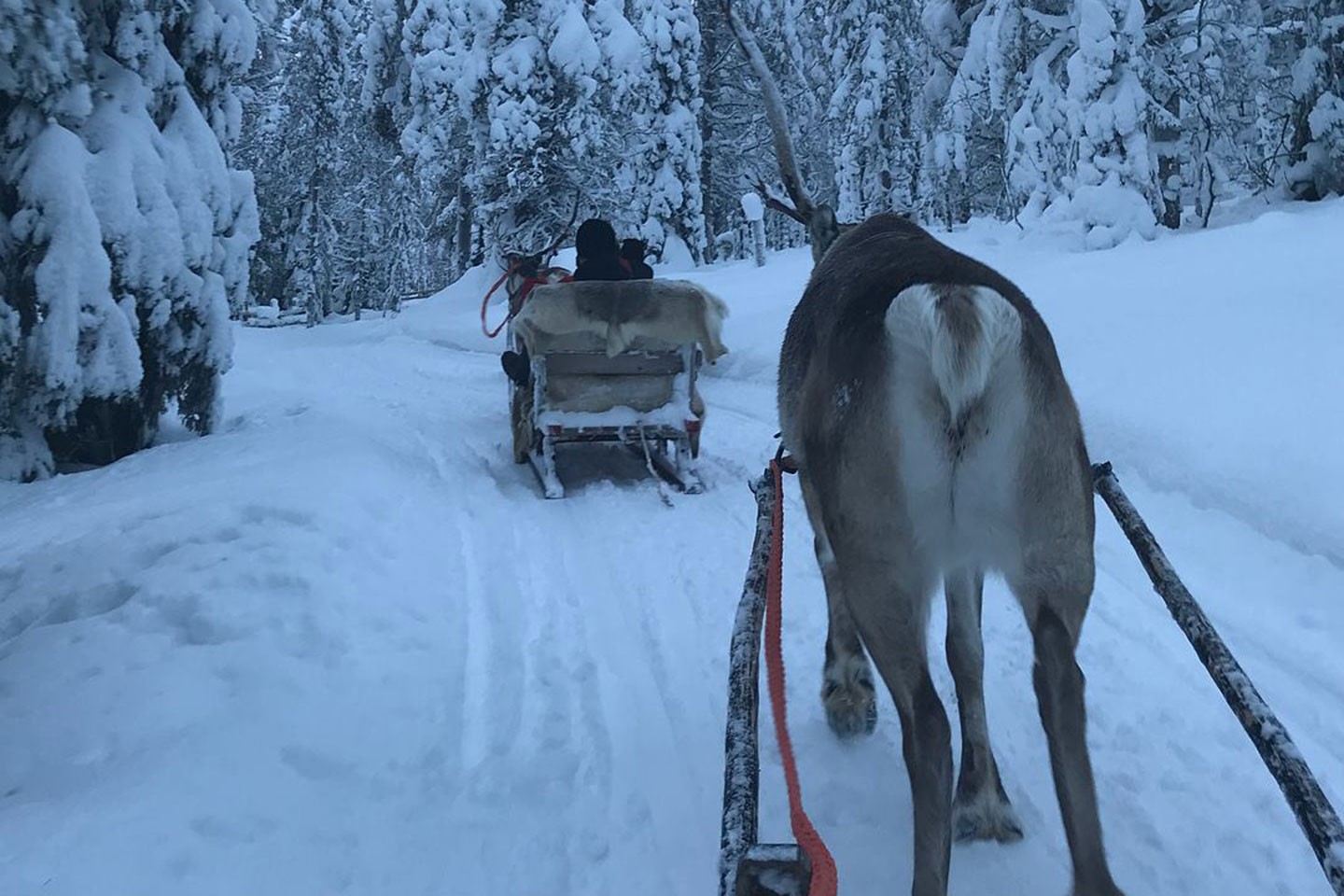 Rendiersafari Ruka