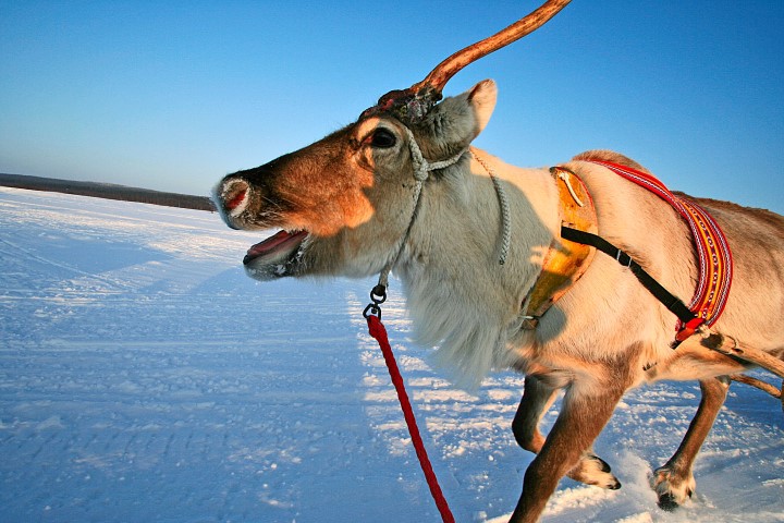 Afbeelding van Rendiersledetocht Finland Reindeer In Lapland