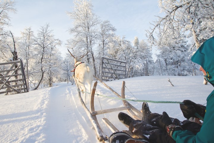 Afbeelding van Rendiersledetocht Zweden Mikko Nikkinen Sleigh Riding%2C Rajd  2160