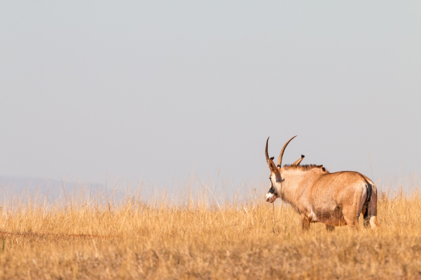 Mlilwane Wildlife Sanctuary