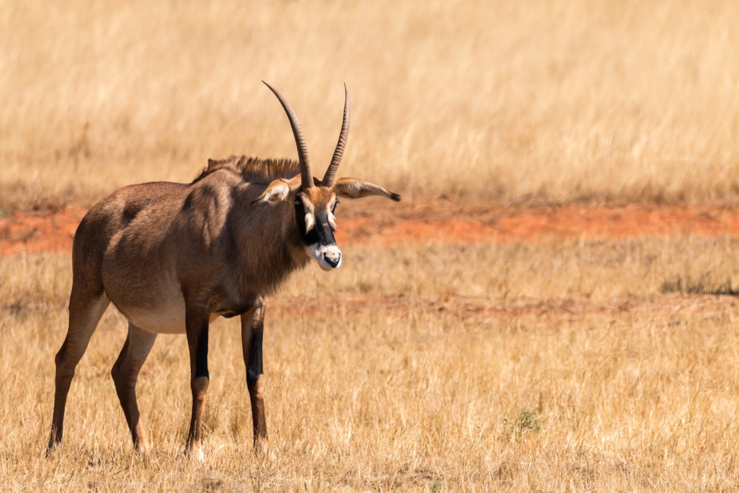 Afbeelding van Roan Mlilwane Swaziland Eswatini Ramon Lucas