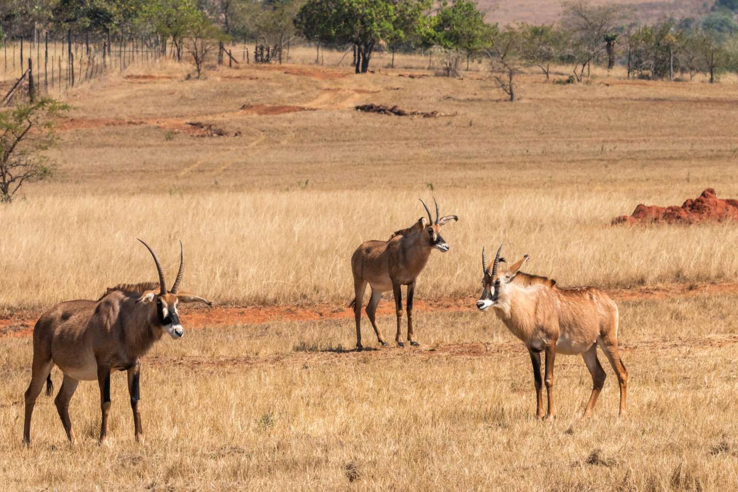 Mlilwane Wildlife Sanctuary