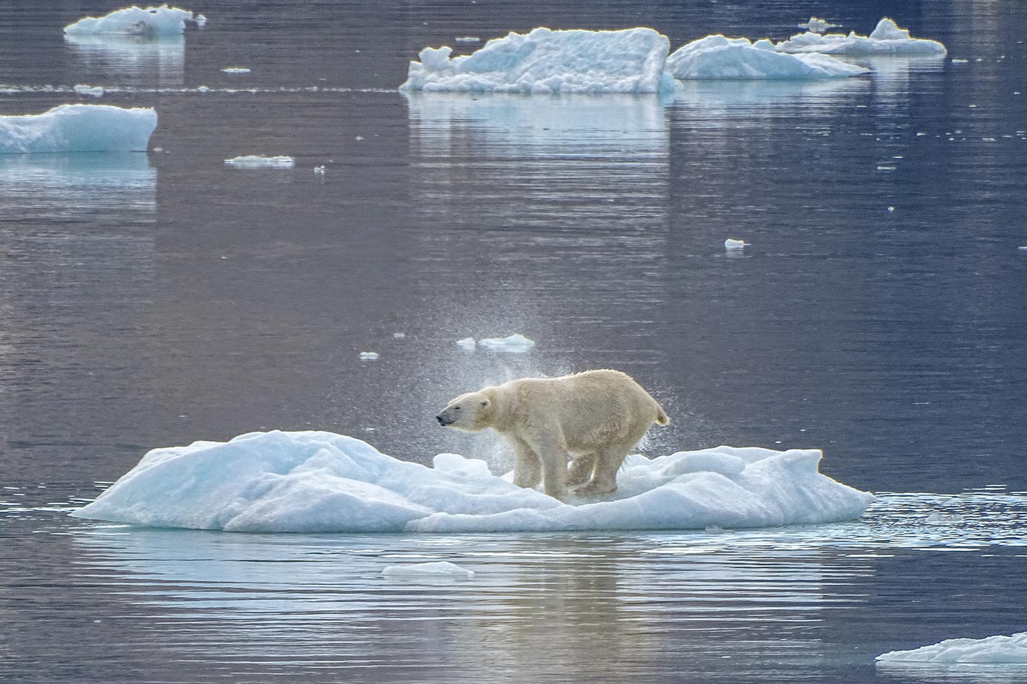 Afbeelding van Rondom Spitsbergen Ijsbeer Diskobukta Spitsbergen Ximena Durenkamp