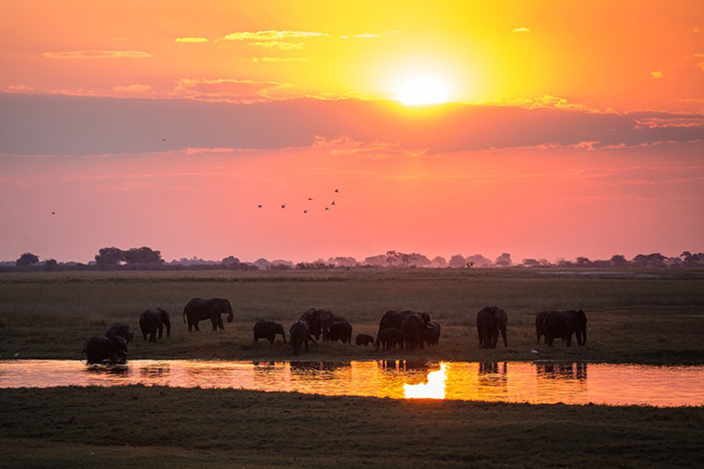 Afbeelding van Rondreizen Botswana Olifant Zonsondergang Bushwaysafari Cape