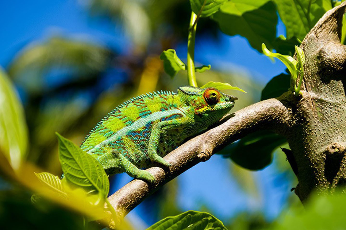 Afbeelding van Rondreizen Madagaskar Andasibe Cape