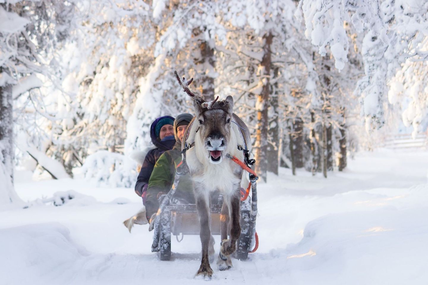 Rendiersafari Ruka