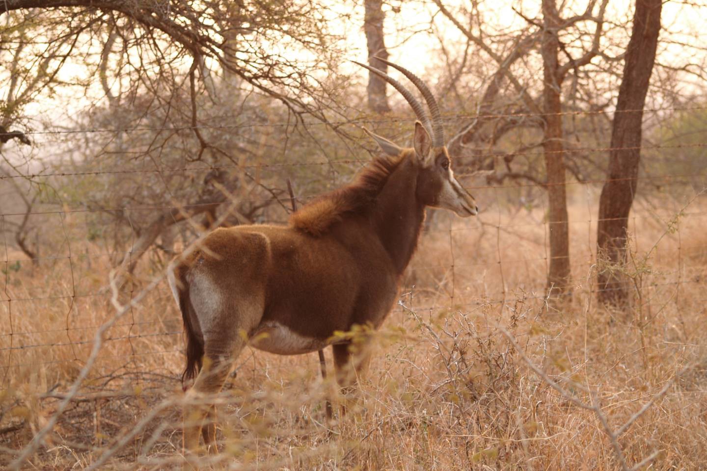 Afbeelding van Sabelantilope Mkhaya Suid Afrika Reise Douwe Baas