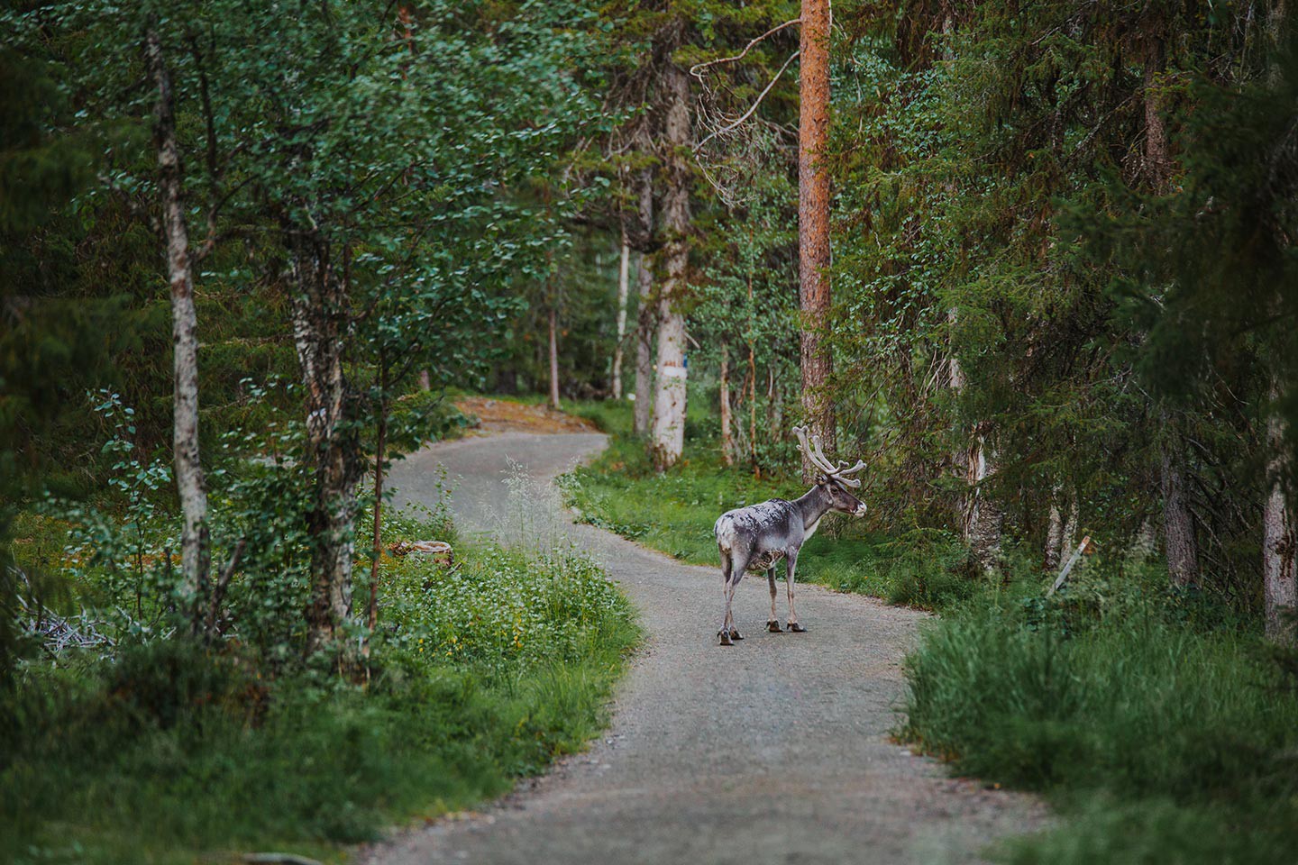 Afbeelding van Saga Finland Lapland Reindeer Julia Kivela