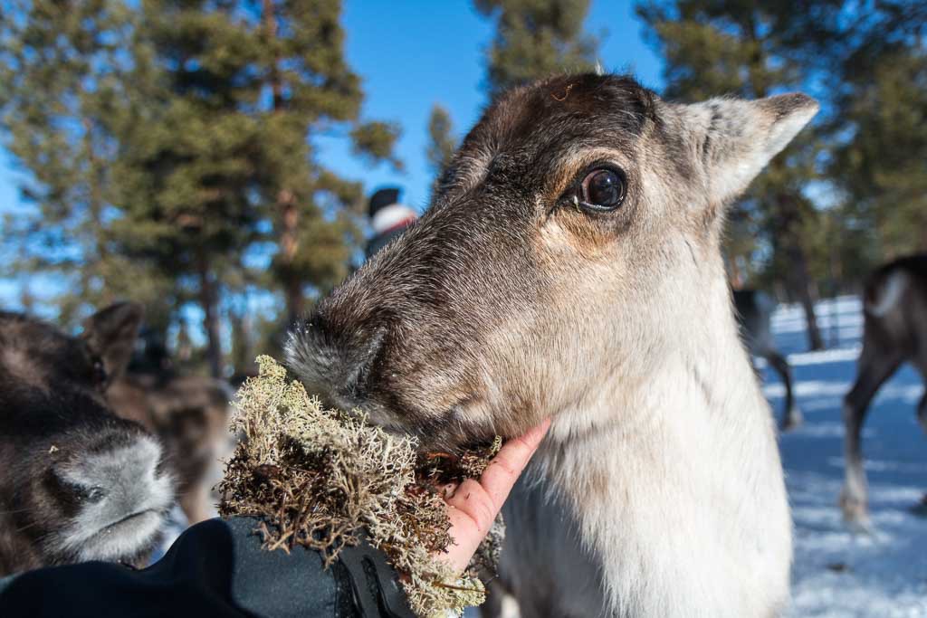 Afbeelding van Samicultuur Bjorkliden 1