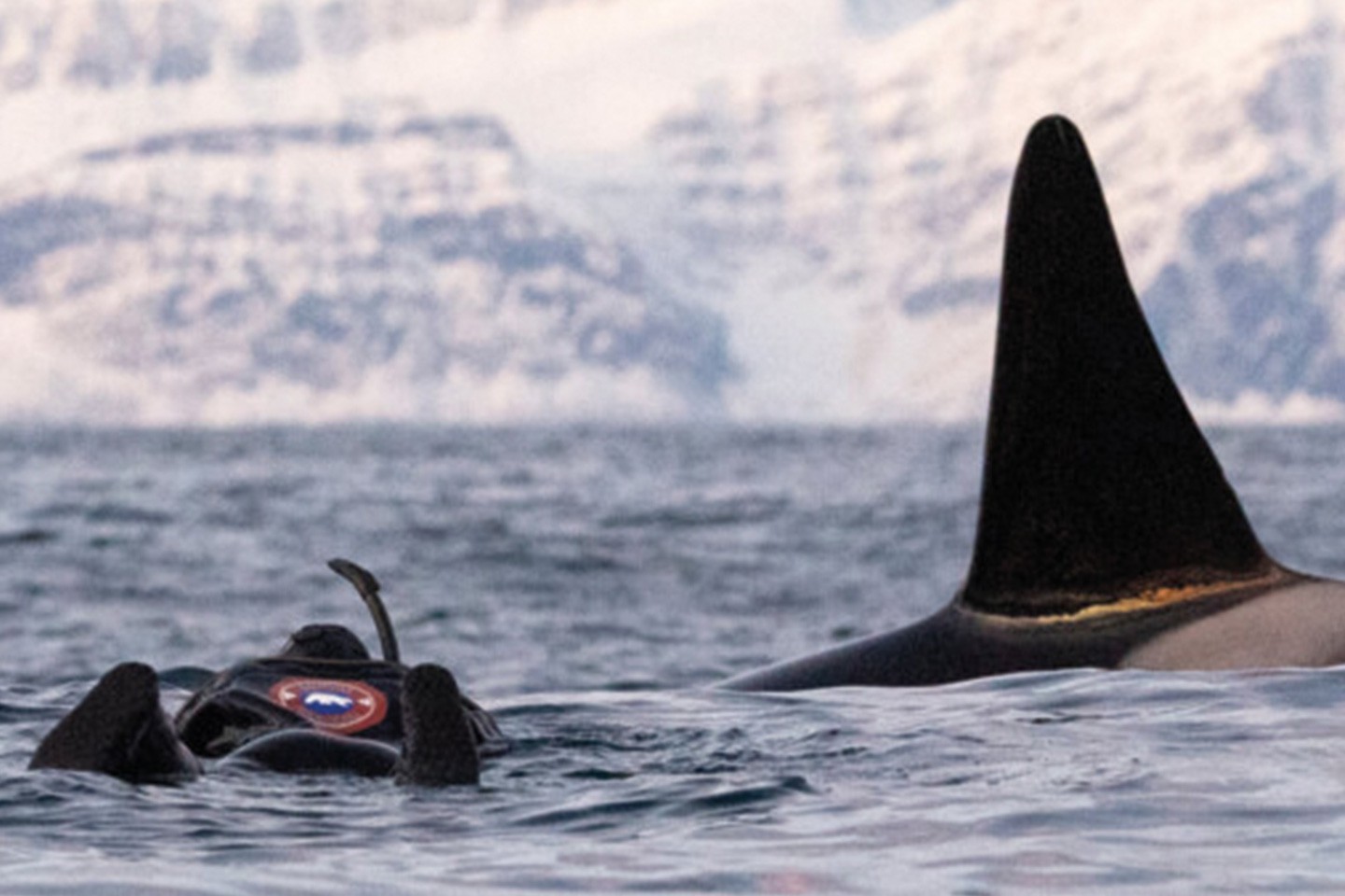 Afbeelding van Sea Safari Andenes Snorkelen