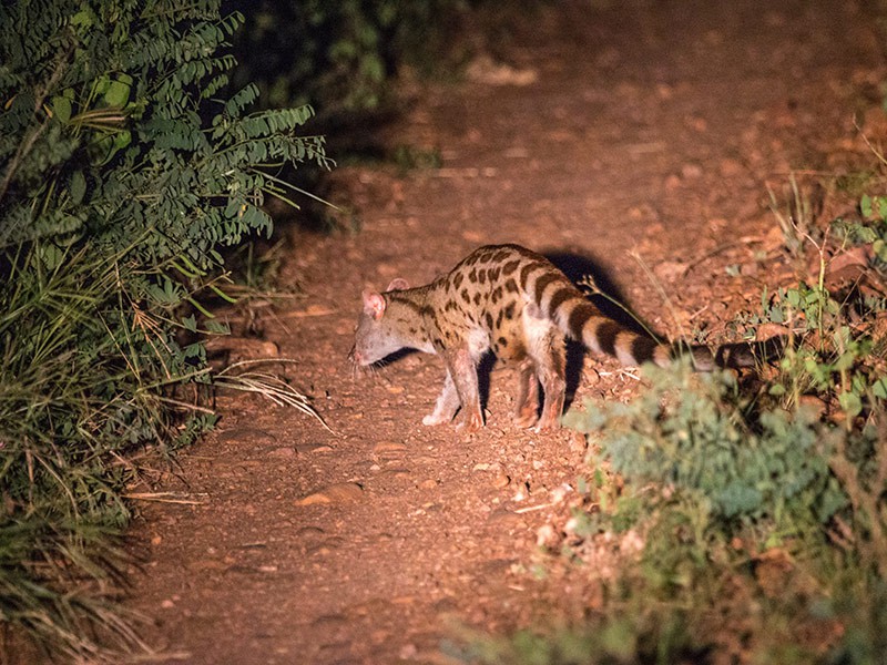 South Luangwa Nationaal Park