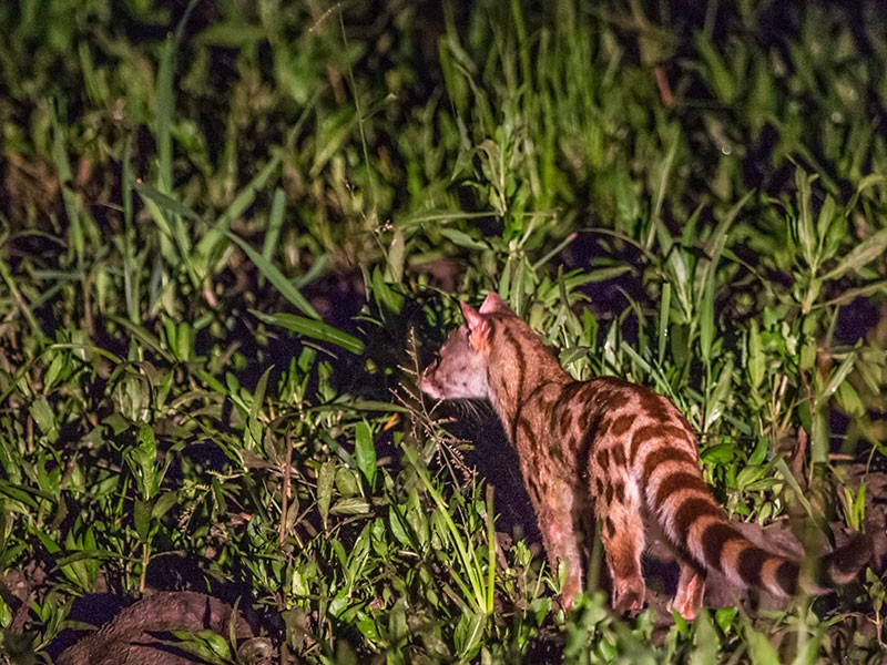 South Luangwa Nationaal Park