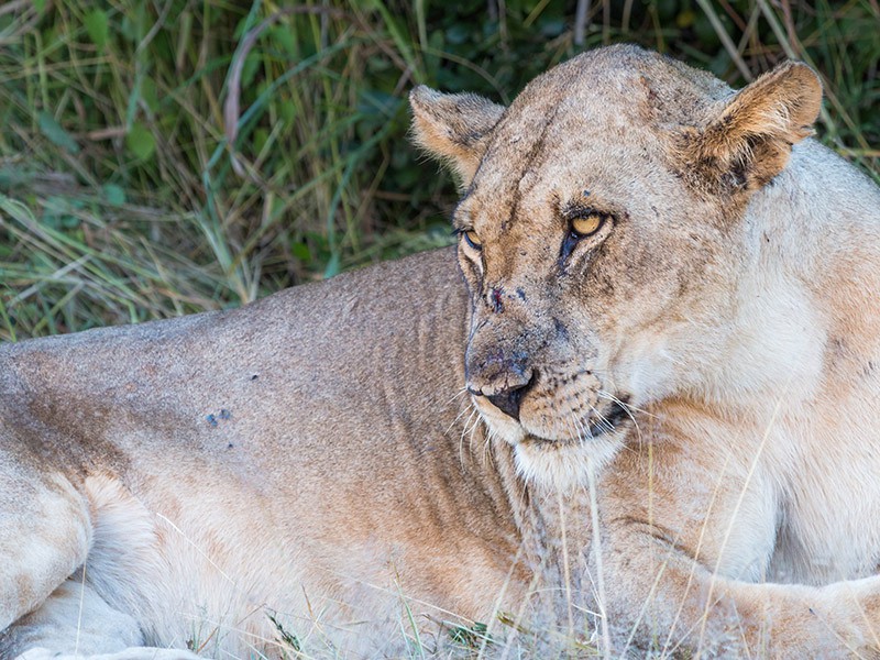 South Luangwa Nationaal Park