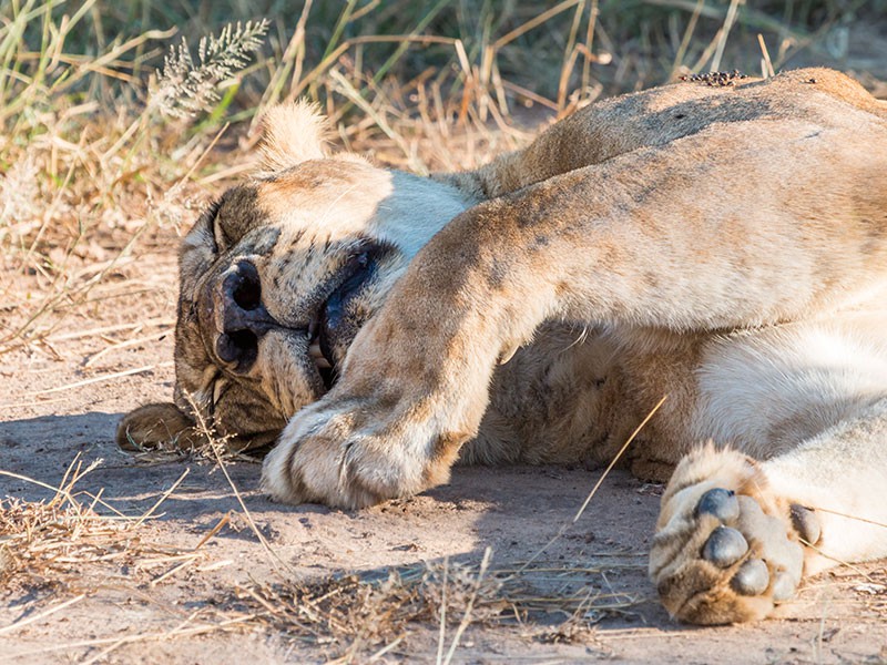 Afbeelding van South Luangwa Leeuw Ramon Lucas 2