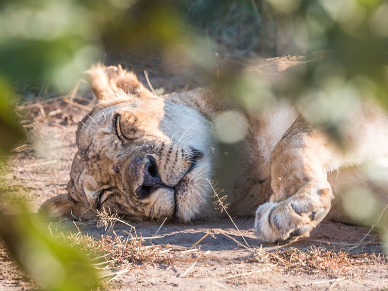 South Luangwa Nationaal Park