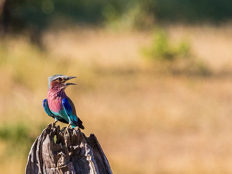 South Luangwa Nationaal Park