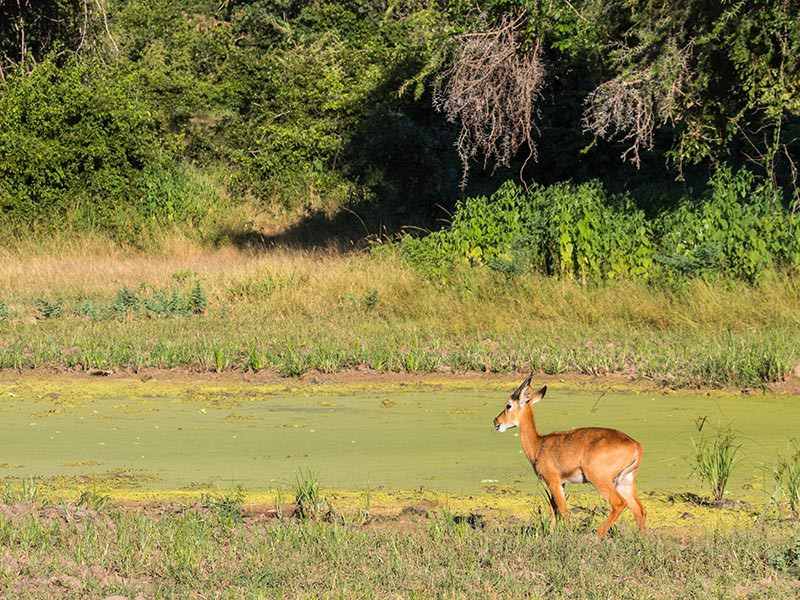 South Luangwa Nationaal Park