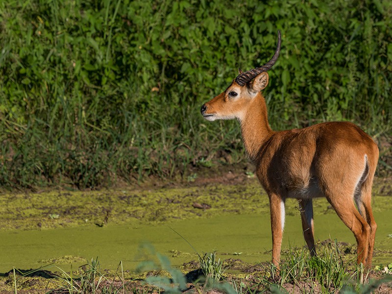 South Luangwa Nationaal Park