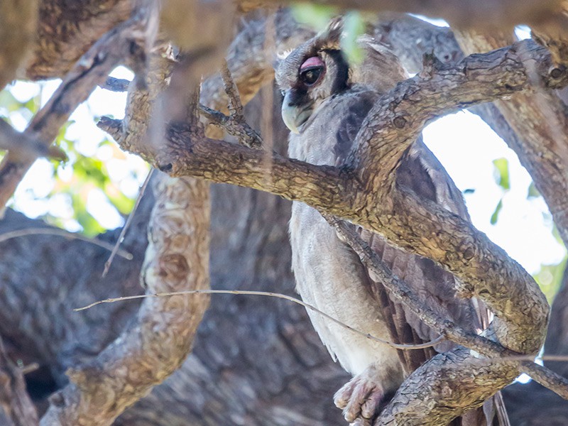 South Luangwa Nationaal Park