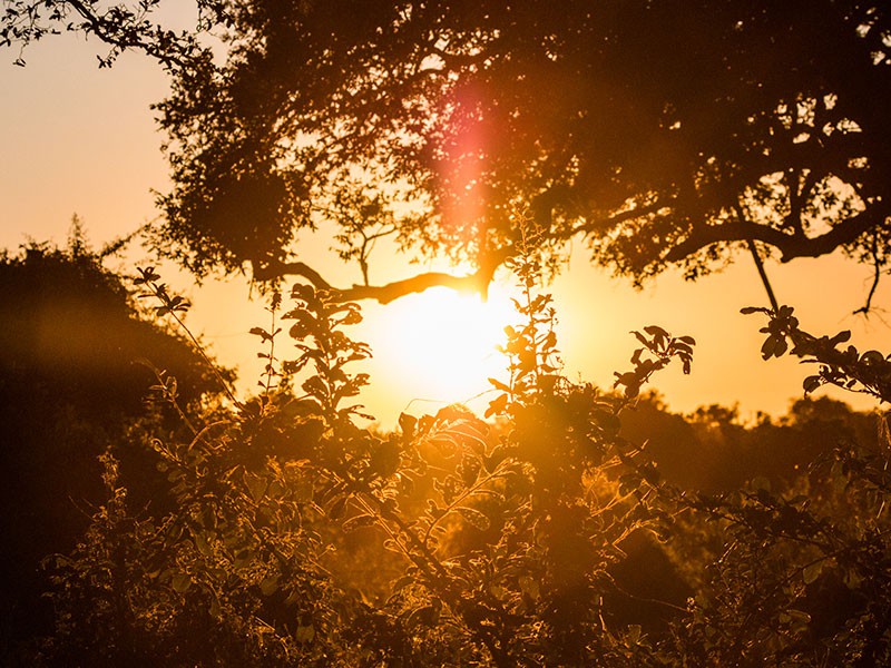 South Luangwa Nationaal Park