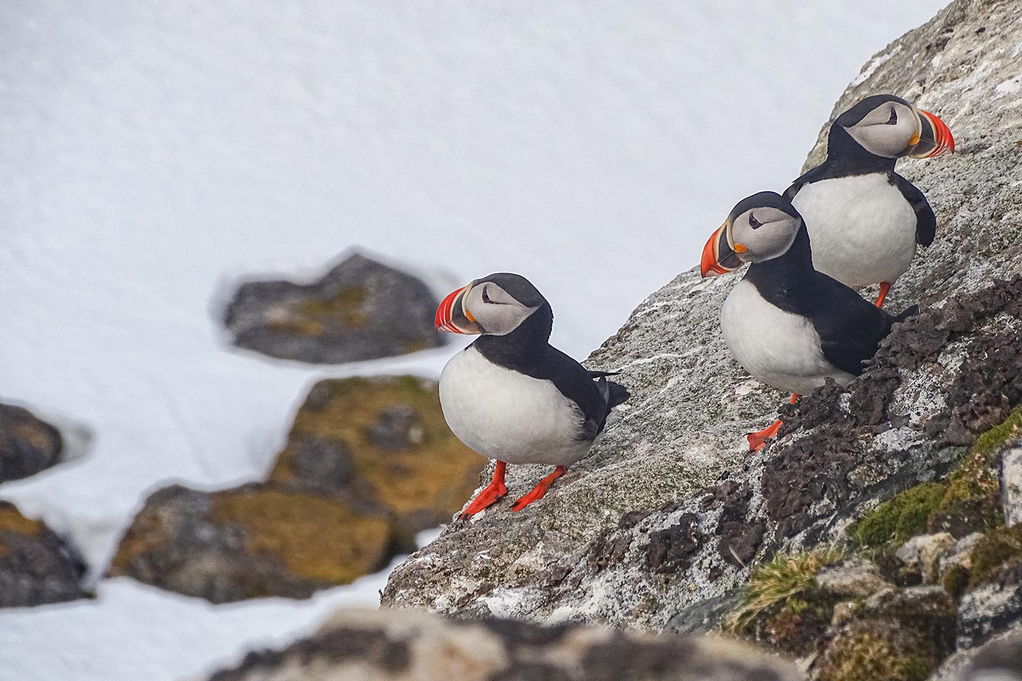 Afbeelding van Spitsbergen Introductie Papegaaiduiker Spitsbergen Ytre Norskoya Ximena Durenkamp Michelle Derksen