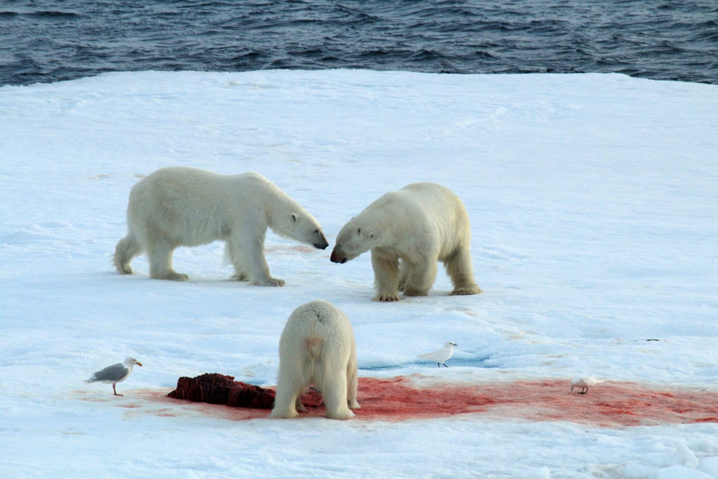 Afbeelding van Spitsbergen Ijsberen 1385636555