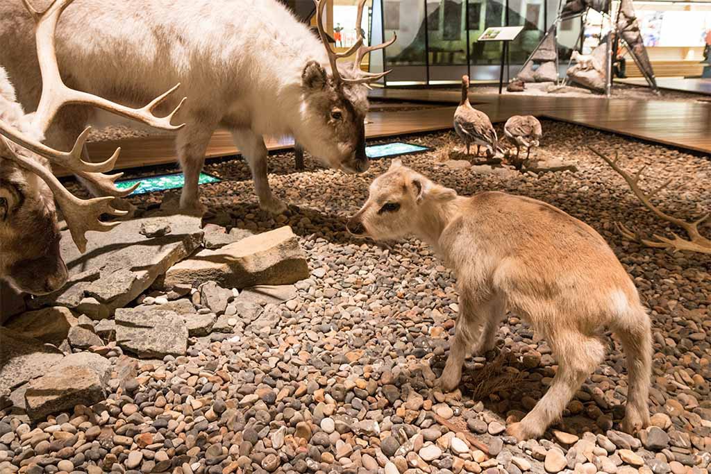 Svalbard museum Longyearbyen