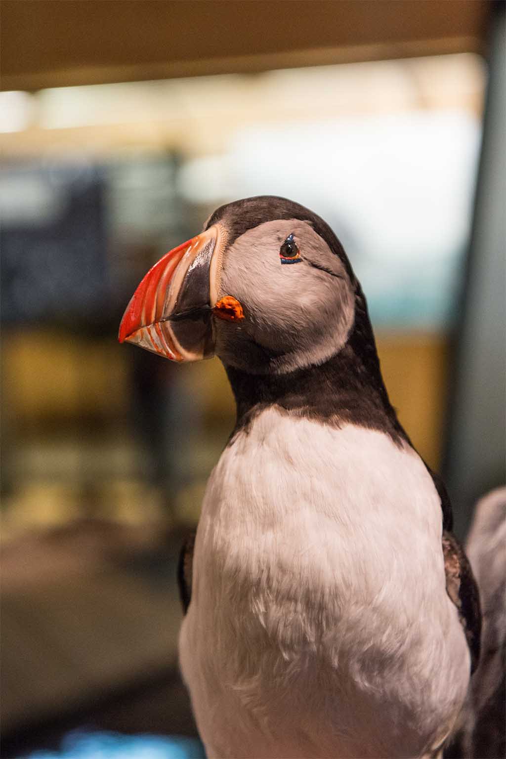 Svalbard museum Longyearbyen