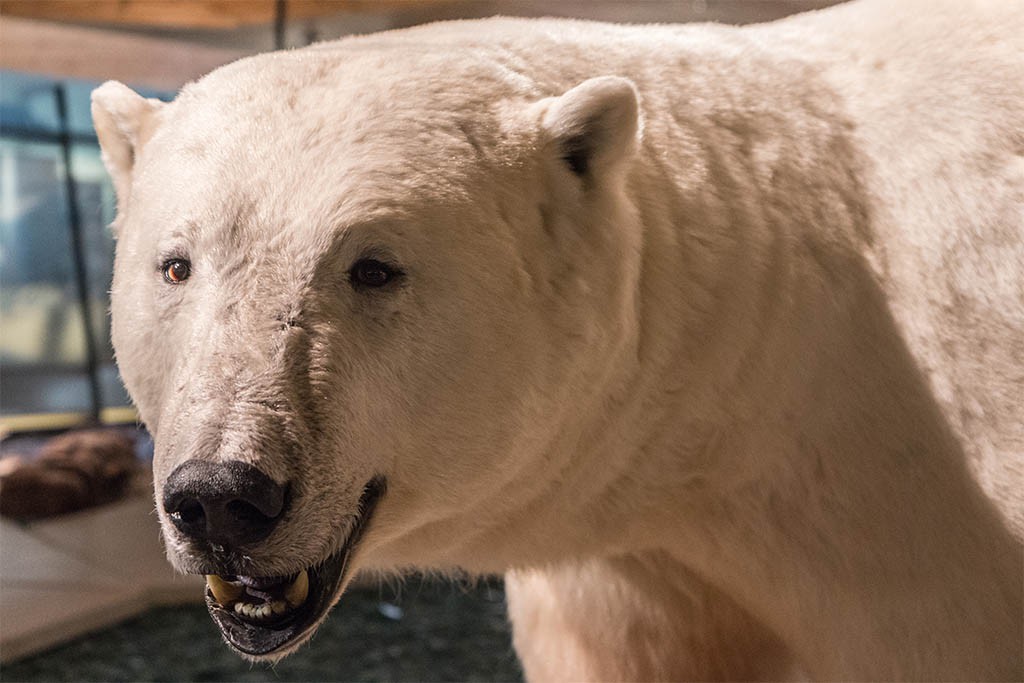 Afbeelding van Svalbard Museum Spitsbergen Longyearbyen 7