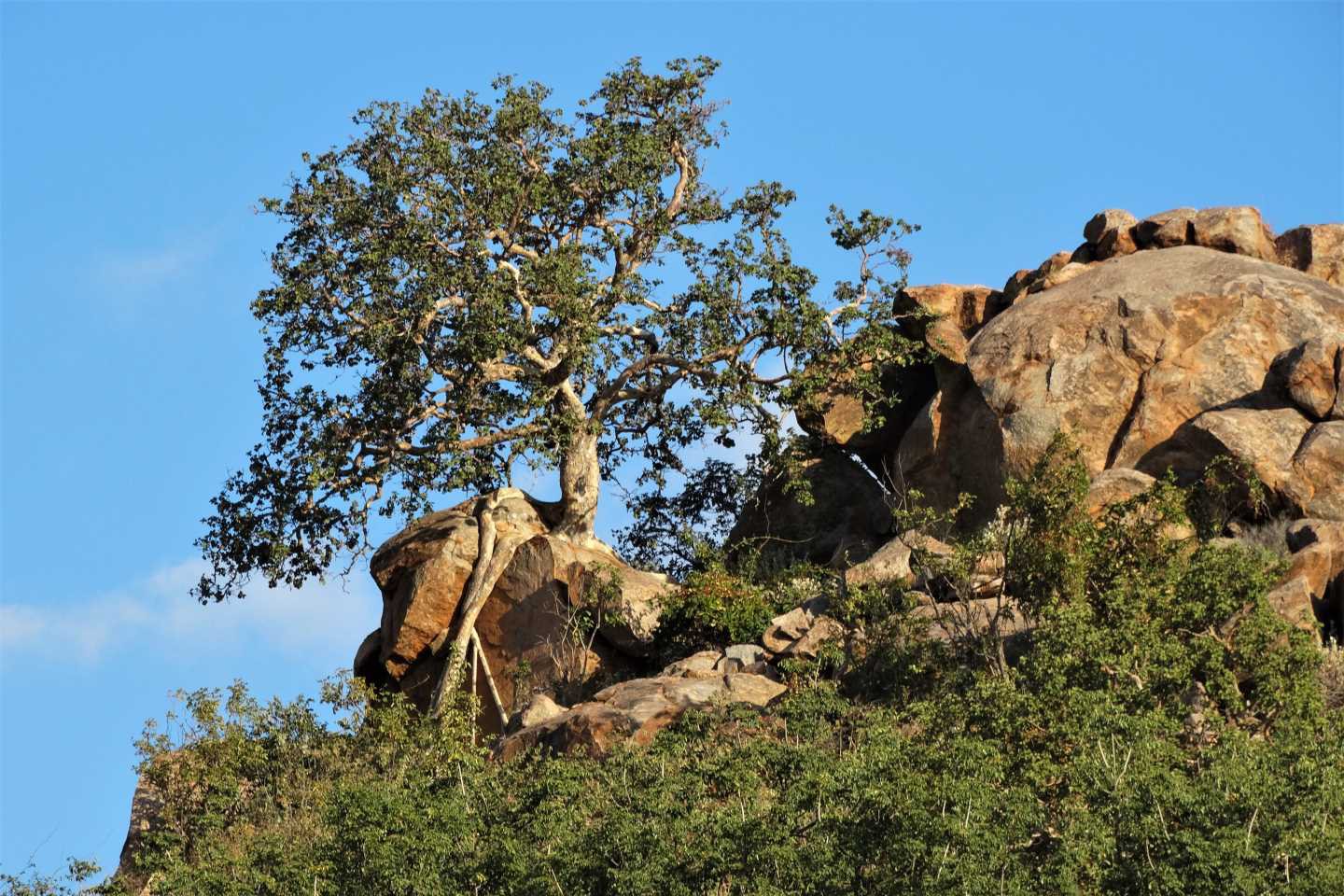 Afbeelding van Tuli Block Suid Afrika Reise