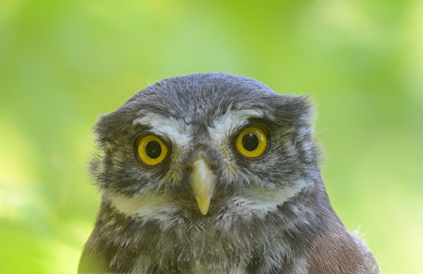 Afbeelding van Uilen Safari Nationaal Park Tiveden In Zweden Naturguide Tiveden