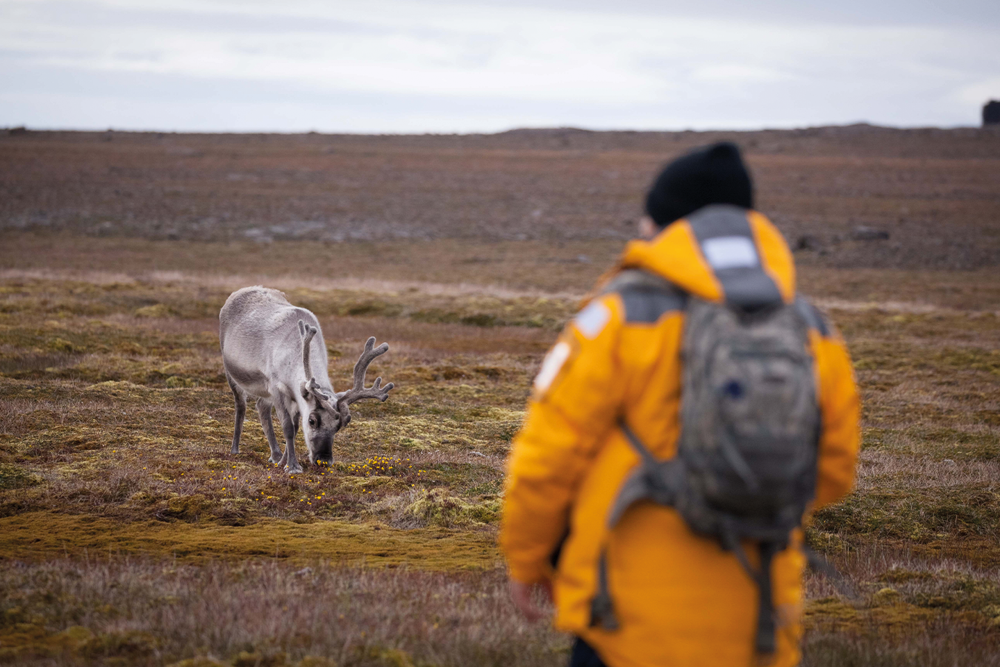 Afbeelding van Varen Langs Spitsbergen Quark Expeditions Intro To Spitsbergen Svalbard Reindeer Sundneset 12 Credit AcaciaJohnson