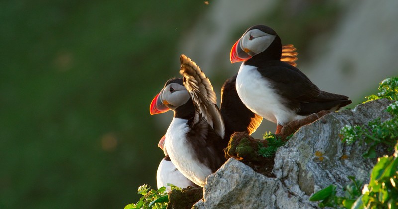 Afbeelding van Vogelsafari Papegaaiduikers Asgeir Helgestad A033 C079