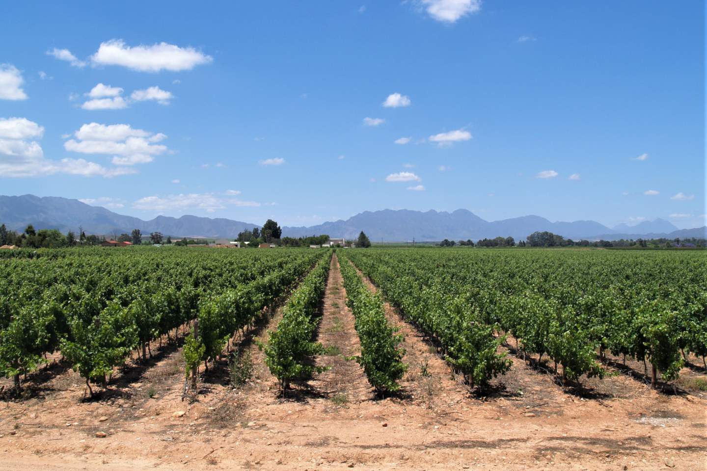 Afbeelding van Westkaap Route 62 Winelands Suid Afrika Reise