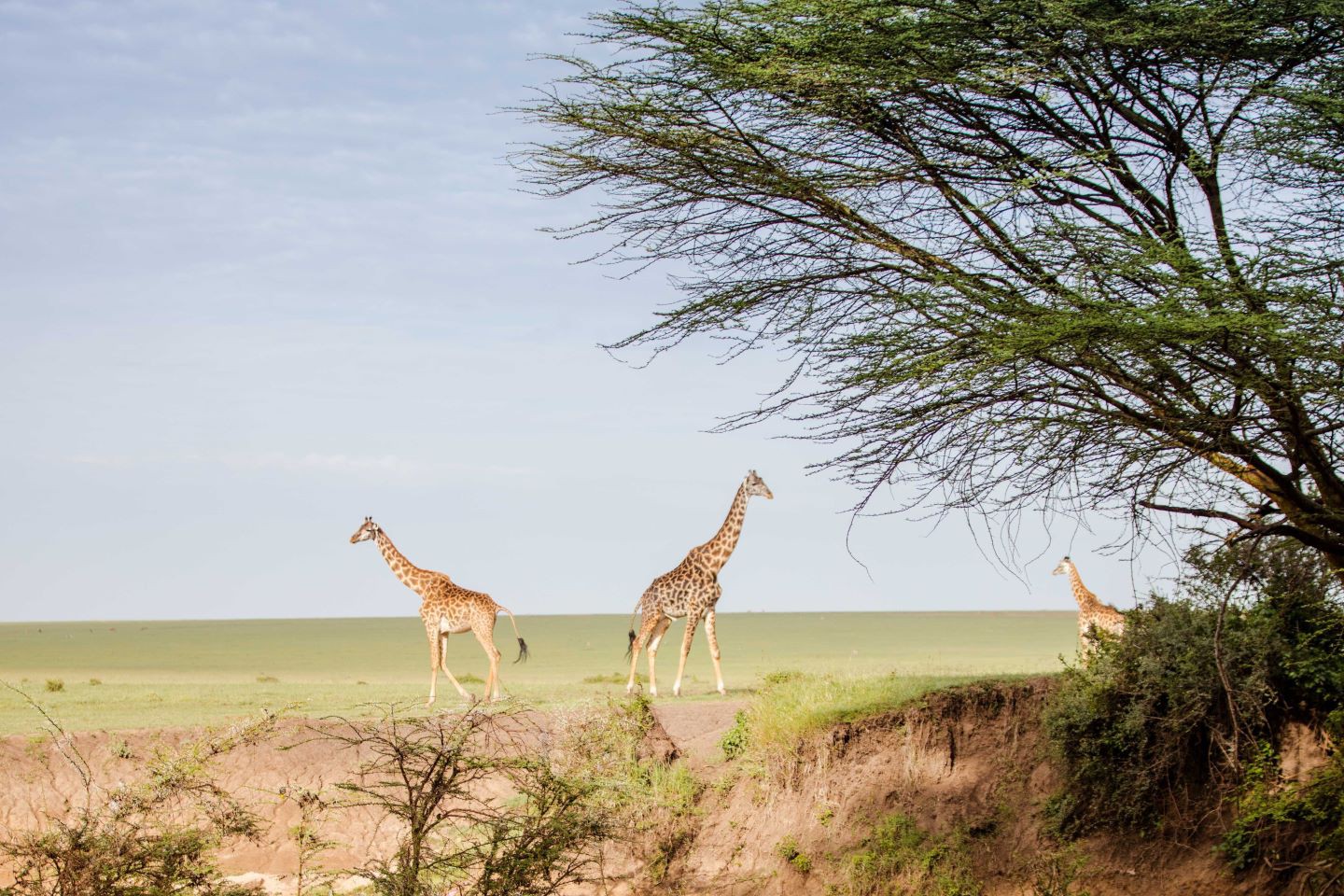 Afbeelding van Wildlife Basecamp Masai Mara