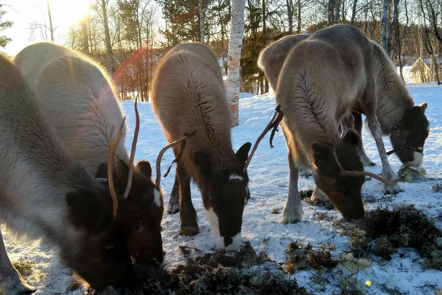 Afbeelding van Winteravontuur Fjallnas Zweden Liam 15