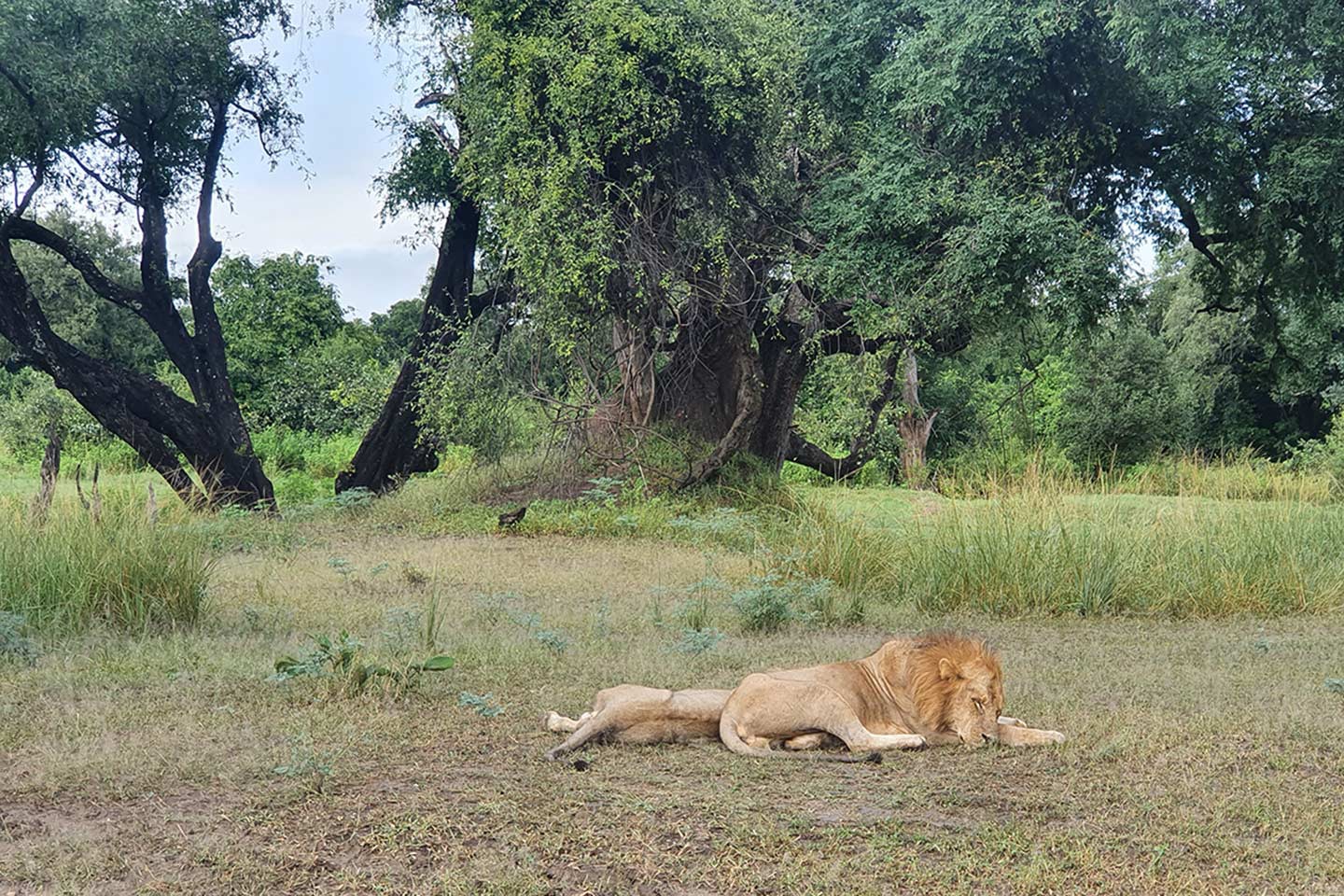 Afbeelding van Zambia Highlights South Luangwa Leeuwen Chikunto Amber Winters Cape