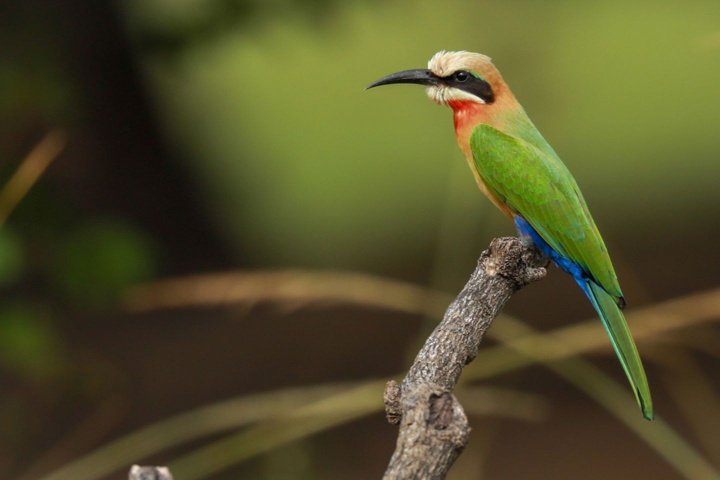 Afbeelding van Zambia Natuur En Wildparken South Luangwa Bee Eater Mike Varndell Cape