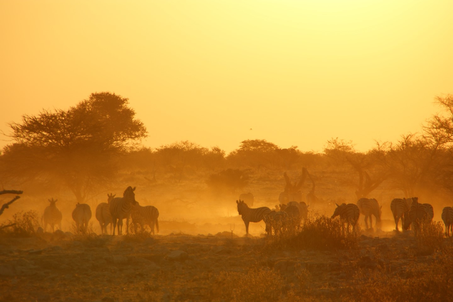 Etosha Nationaal Park