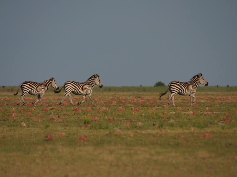 Afbeelding van Zebra Liuwa Plains Zambia Bushwaysafari 1