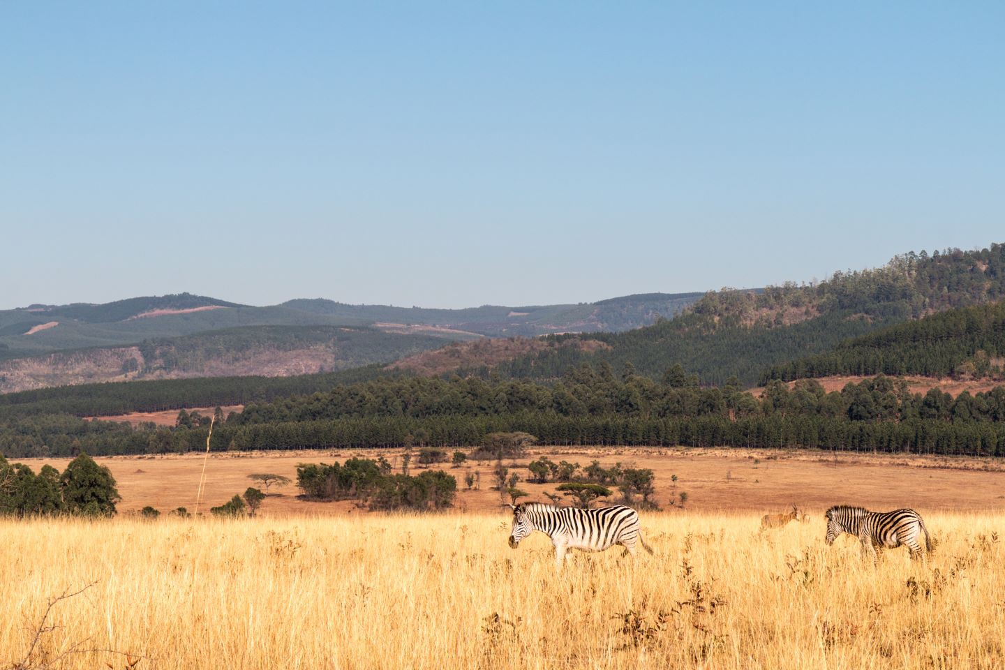 Mlilwane Wildlife Sanctuary