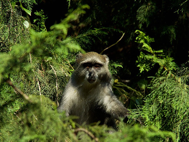 Afbeelding van Zomba Forest Lodge Malawi 11