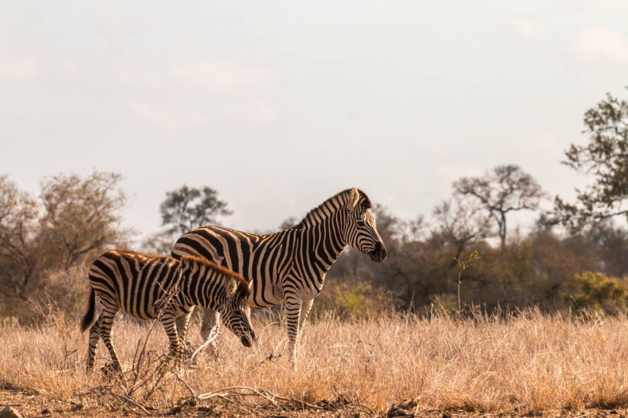 Afbeelding van Zuid Afrika Natuur En Wildparken Zebra Krugerpark Satara Ramon Lucas Cape