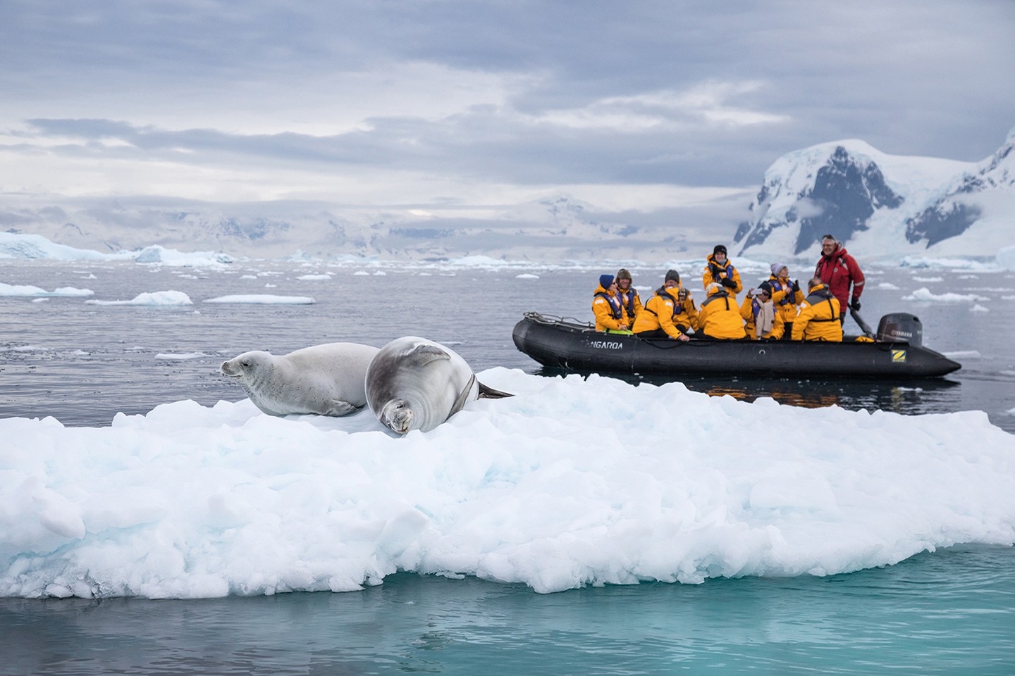 Afbeelding van Zuid Georgie Antarctica Pinguin Safari Quark Expeditions   Crabeater Seals   Antarctica   Credit Acacia Johnson