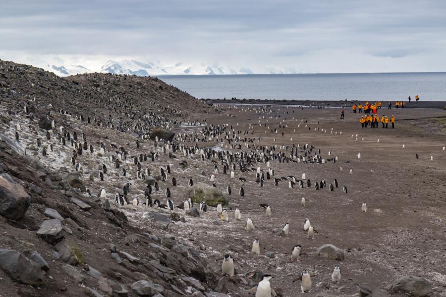 Walvissen Antarctica